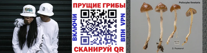 Галлюциногенные грибы Magic Shrooms  KRAKEN ссылки  Макушино 